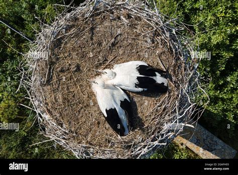 High Above Top View On The Storks Nest Two Storks Sitting In The Nest