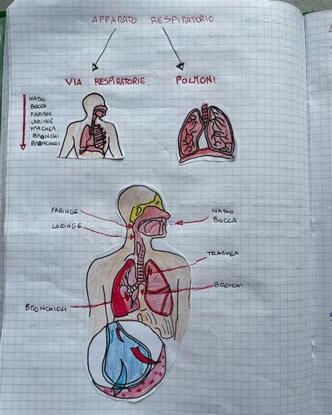 Apparato Respiratorio Blog Di Maestra Mile