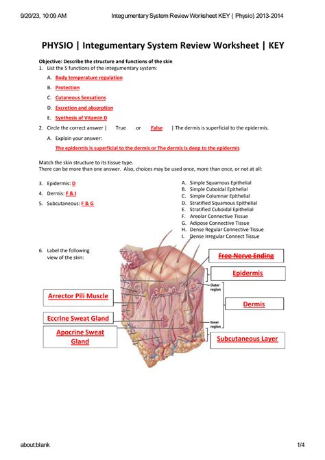 Solved Integumentary System Review Worksheet 1 List The Chegg