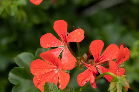 Pelargonium Peltatum Royal Single Bild Kaufen