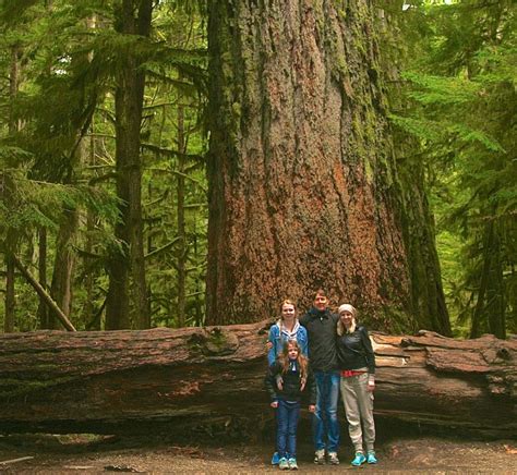 Cathedral Grove Land Of Giant Trees A Bohemian S Guide To The Wild Woods