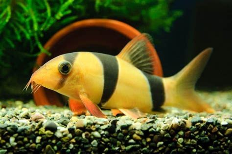 Le Barbu De Sumatra Tout Savoir Sur Ce Poisson D Aquarium Artofit