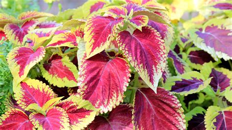 How To Overwinter Coleus Plants Natures Gateway