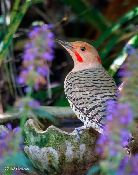 Northern Flicker Coyote Hills Regional Park Fremont Ca Bob Gunderson Flickr