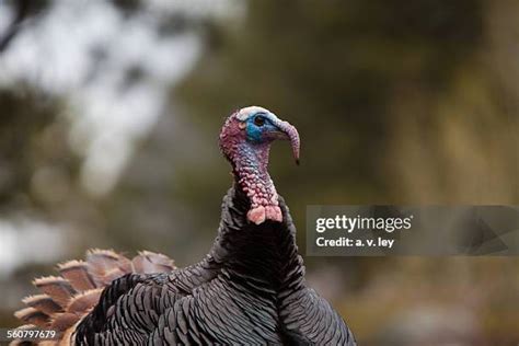 Colorado Wild Turkey Photos And Premium High Res Pictures Getty Images