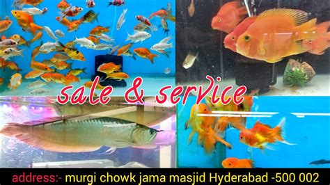 Hyderabad Aquarium Sale And Service Murgi Chowk Aquarium Shop