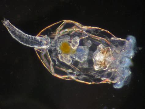 Kakerlakenparade Brachionus Plicatilis Salzwasser Rädertierchen