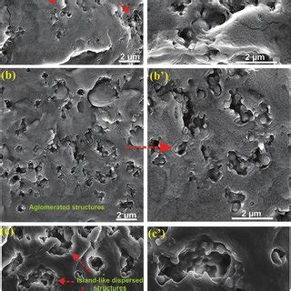 SEM Micrographs Of Cryo Fractured Surfaces Of PP PA6 EPDMg MA Blends