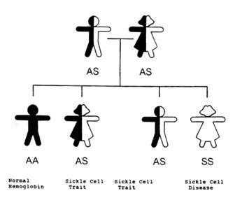 Sickle Cell Inheritance Diagram