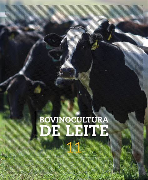 PDF BOVINOCULTURA DE LEITE PDF fileAÇÕES E CONQUISTAS 2016