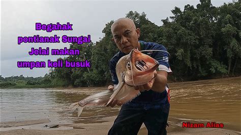 Ikan Begahakgegahak Pontianak Sungai Jelai Makan Umpan Ikan Keli