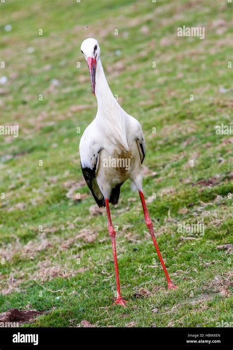 Schwarz weiß storch Fotos und Bildmaterial in hoher Auflösung Alamy