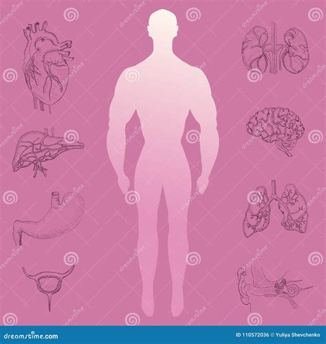 Human Silhouette And Hand Drawn Organs Stock Vector Illustration Of