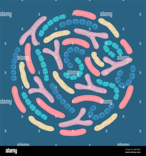 Vector Probiotics In Circular Shape Bifidobacterium Lactobacillus