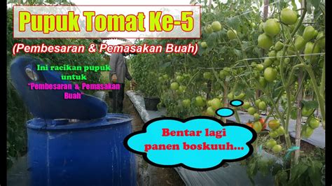 Pupuk Tomat 5 Masa Generatif Agar Buah Besar Dan Bobot Umur 50 HST