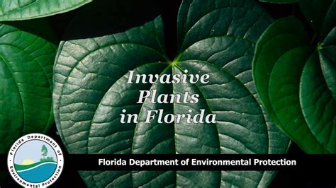 Invasive Plants In Florida Youtube