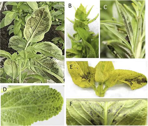 The Appearance Of Downy Mildew Incited By Peronospora Belbahrii On