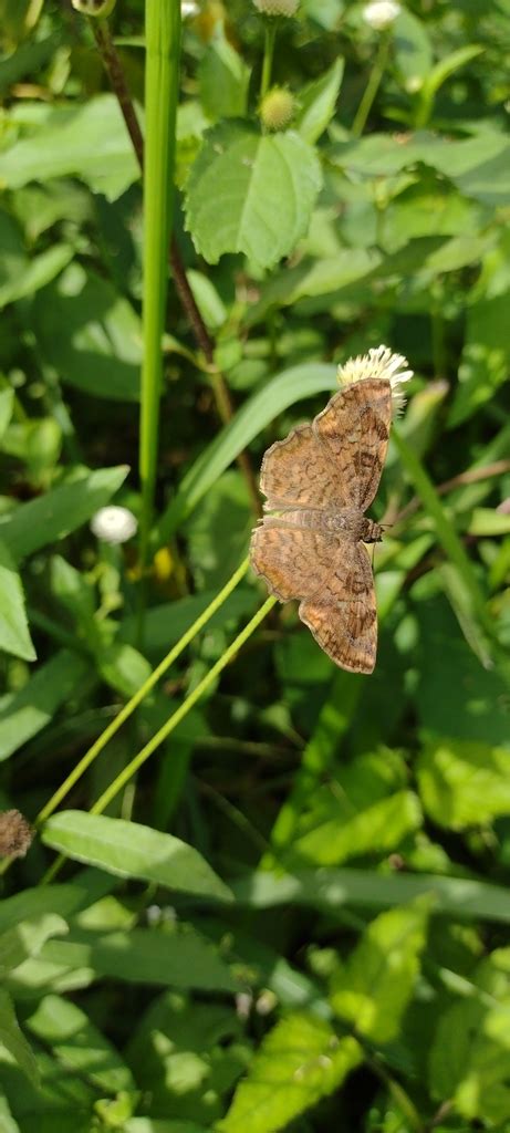 Butterflies From El Bosque De La Lomita Palenque Chis M Xico