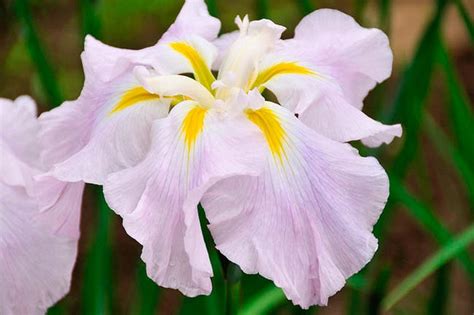 Iris Ensata Pink Frost Japanese Iris Garden