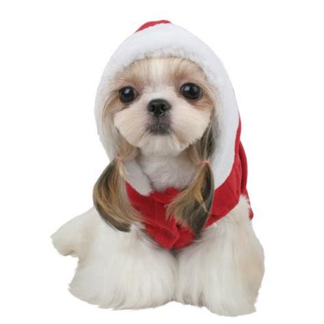 Gorro de navidad para perros - Imagui