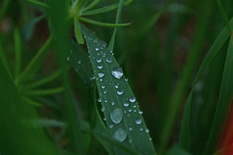 Fotos gratis naturaleza césped soltar Rocío hoja flor mojado