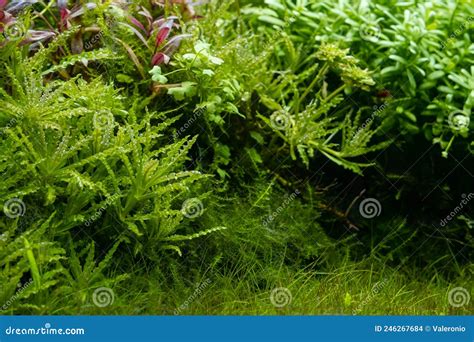 Green And Red Aquatic Plants Grow In Bright Led Light Of Freshwater