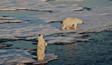 Les ours polaires du Groenland un état des lieux Polarjournal