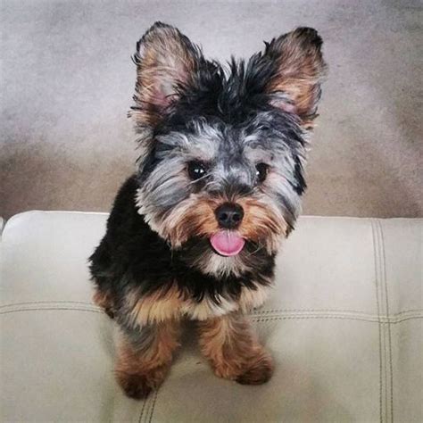 Yorkie Shout Outs Yorkie Yorkie Terrier Yorkie Lovers