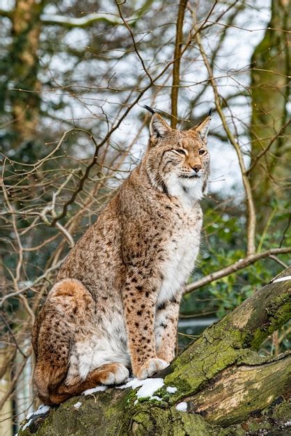 Premium Photo | Eurasian lynx in forest habitat