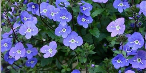 Veronica 'Georgia Blue' - Shooting Star Nursery