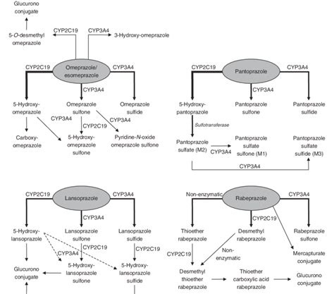 The Metabolic Pathways Of The Proton Pump Inhibitors PPIs And The