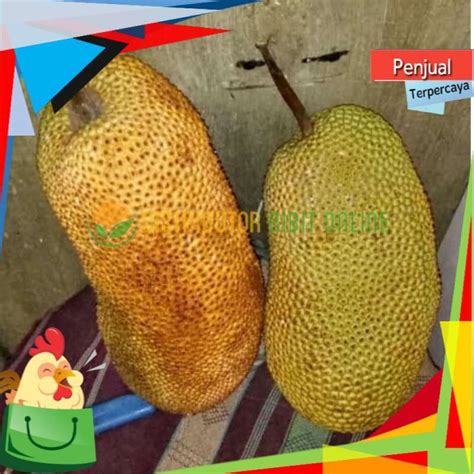 Promo Bibit Buah Cempedak Durian COD Diskon 75 Di Seller Bibit Tani