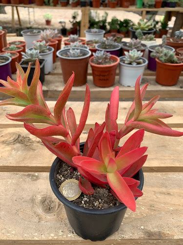 Venta De Crassula Capitella Campfire Suculentas Chile