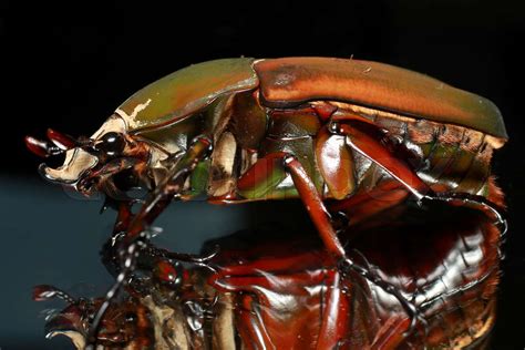 Giant African Flower Beetle Stock Image Colourbox