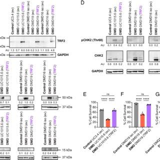 Cardiomyocytes Differentiated From Dystrophin Deficient Ipscs A