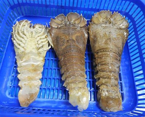 Raw Frozen Sand Lobster Slt At Best Price In Chennai By KVM Exports