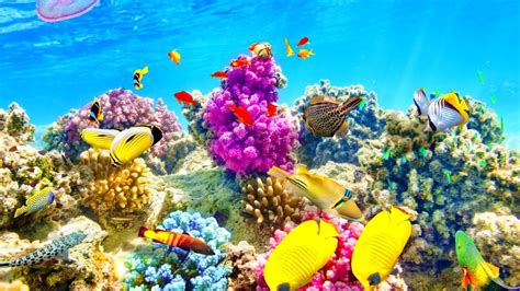 Underwater Fish Wallpaper 63 Images