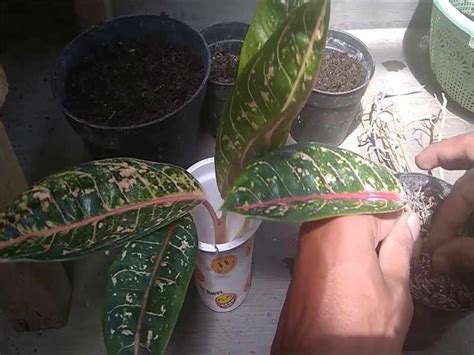 Aglaonema Pictum Tricolor Care Guide Camouflage Plant