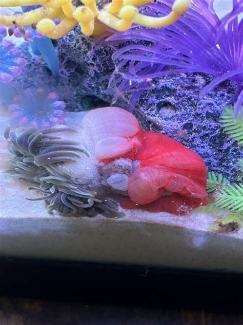 Hello Anemone Looks Weird Reef Reef Saltwater And Reef Aquarium Forum