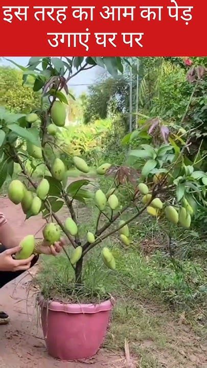 आम का पौधा कैसे उगाएं। Grafting Satisfying Mango Gardeing Fruit