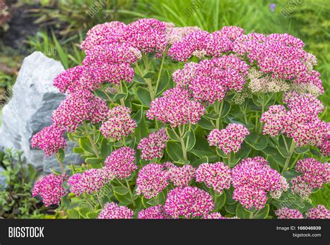 Decorative Garden Image & Photo (Free Trial) | Bigstock