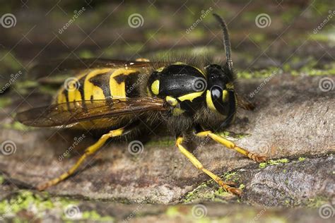 Wasp Insect Closeup Macro Stock Image Image Of Flowers 6522095