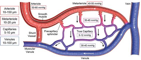 Frontiers Fluid Therapy And The Microcirculation In Health And