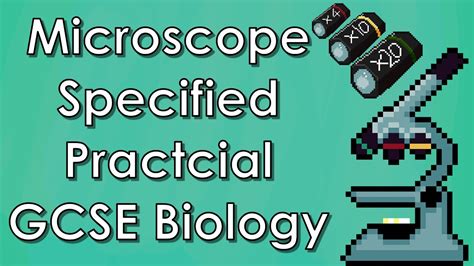 Specified Practical With The Light Microscope Biology Wjec Gcse