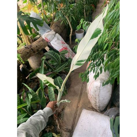 Jual Pisang Musae Varigata Shopee Indonesia