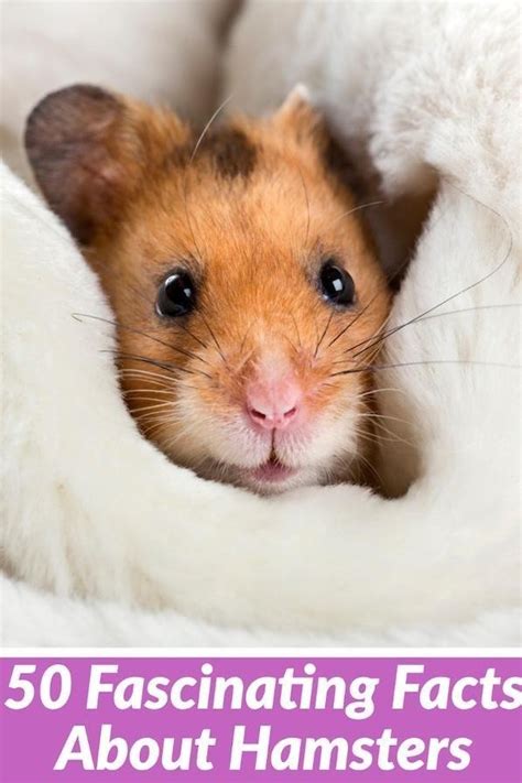 Unbelievable Fun Facts About Hamsters Ultimate Guide