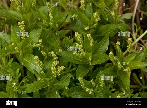 Dog S Mercury In Flower Old Woodland Indicator Plant Mercurialis