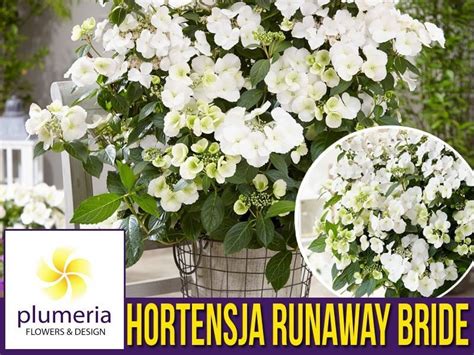 Hortensja Runaway Bride Snow White Sadzonka Niska Cena Plumeria Pl