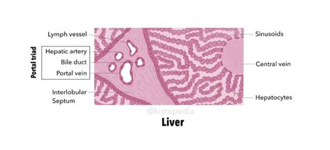 Liver (Hepatic Lobule and Portal Triad) | Triad, Histology slides, Liver