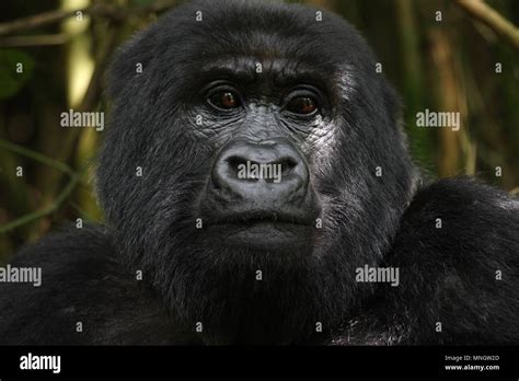 Mountain Gorilla Female Stock Photo Alamy